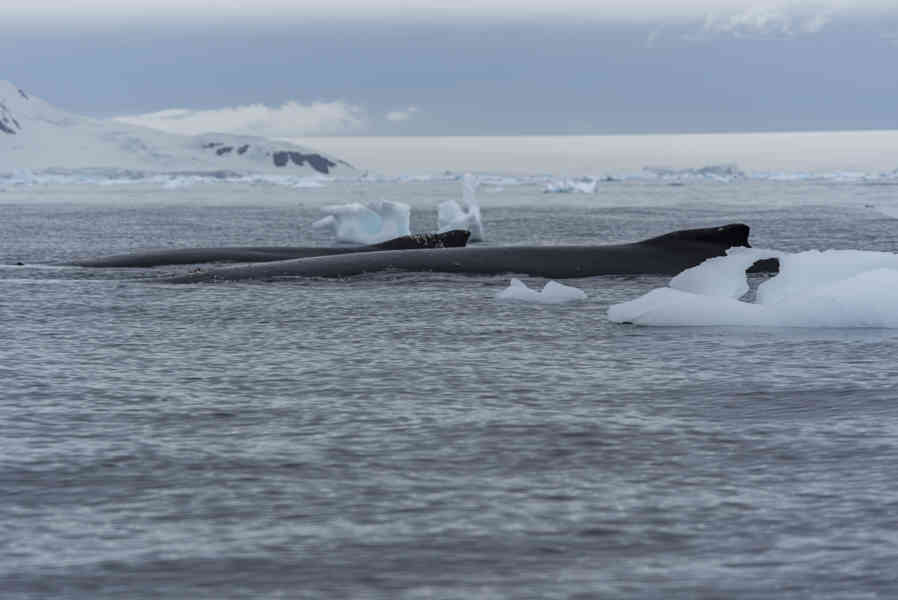 Ballena Minke - Antártida 01.jpg